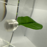 Magnetic Betta Leaf Hammock