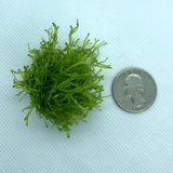 Compare quantity of plant to the size of a quarter