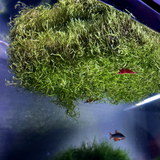 Create a moss-like iceberg floating on the top of your aquarium