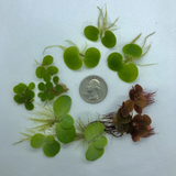 Compare quantity of of plants to the size of a quarter