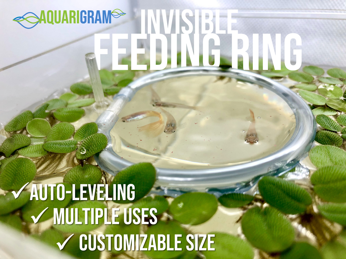 Invisible Feeding Ring (Customizable and Auto-Leveling) Standard 2.5