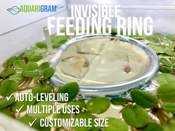 Invisible Feeding Ring (Customizable and Auto-Leveling)