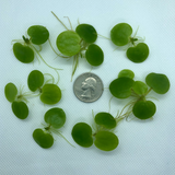 Compare quantity of frogbit to the size of a quarter