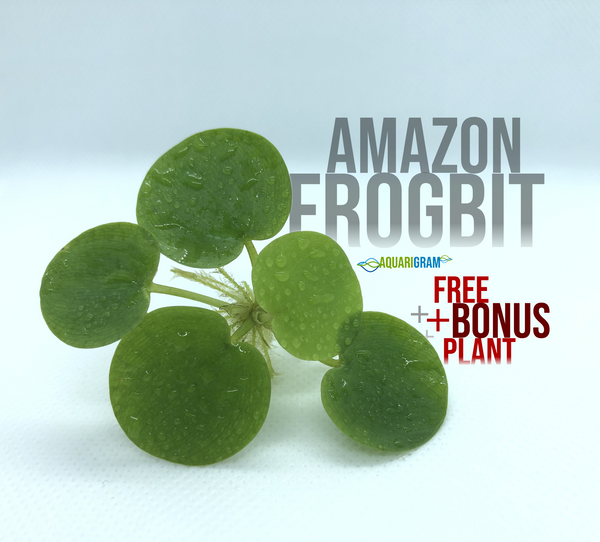 Amazon Frogbit plus free bonus plant