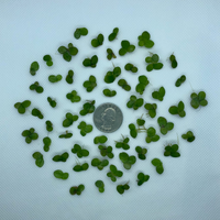 Compare quantity of Giant Duckweed to the size of a quarter
