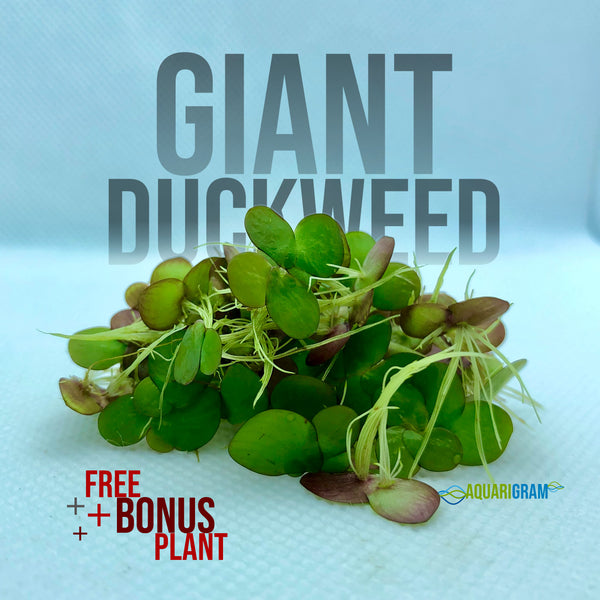 Giant Duckweed