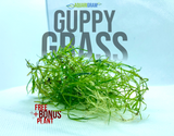 Guppy Grass plus free bonus plant