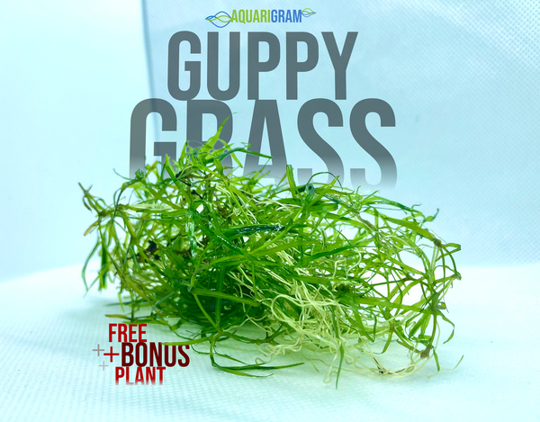 Guppy Grass plus free bonus plant