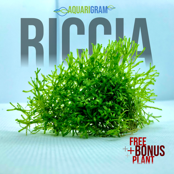 Riccia Fluitans plus free bonus plant
