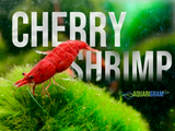 6 (+2 Bonus) Red Cherry Shrimp (Neocaridina Davidi)