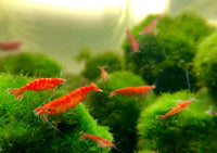 6 (+2 Bonus) Red Cherry Shrimp (Neocaridina Davidi)