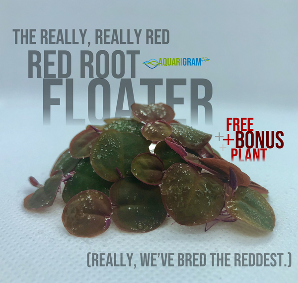 Red Root Floater plus free bonus plant