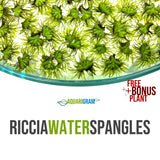 Riccia Water Spangles plus free bonus plant