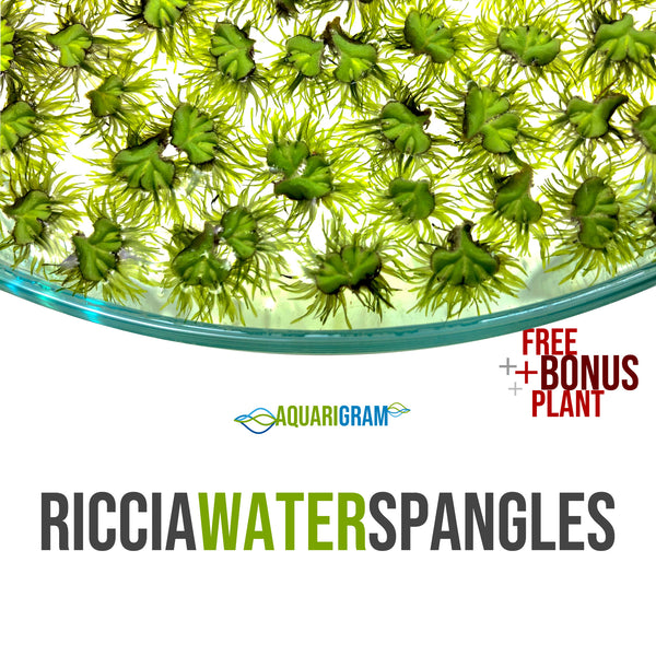 Riccia Water Spangles plus free bonus plant