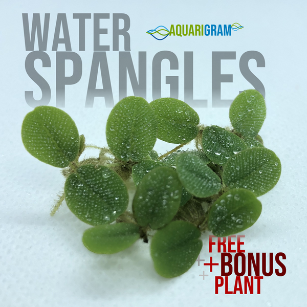 Water Spangles plus free bonus plant