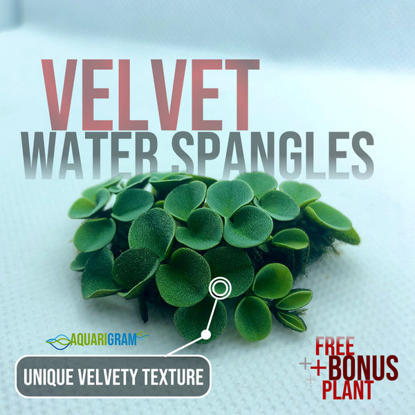 Velvet Water Spangles plus free bonus plant