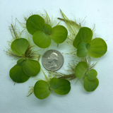 Compare quantity of water lettuce to the size of a quarter