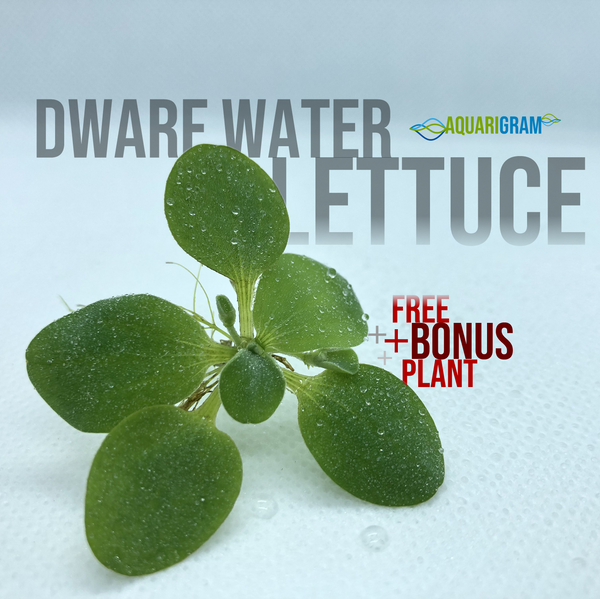 Water Lettuce plus free bonus plant