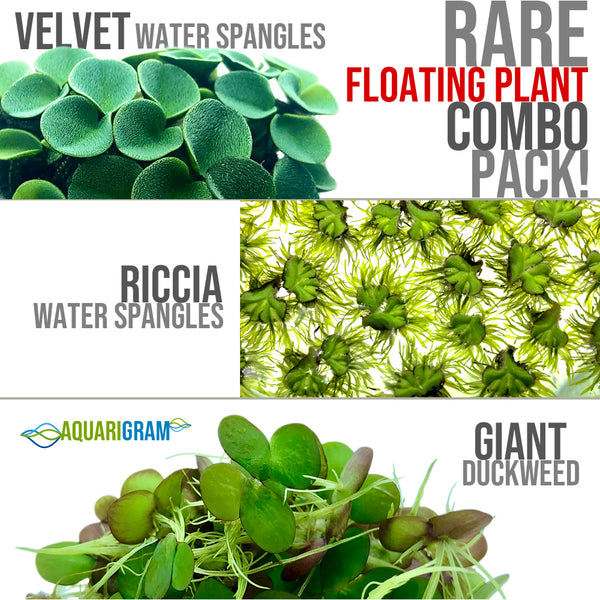 Rare plant combo pack: velvet water spangles, riccia water spangles, giant duckweed