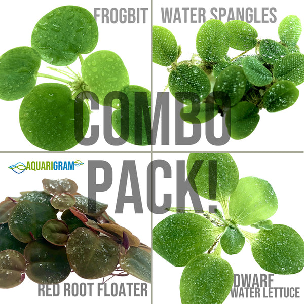Plant combo pack: frogbit, water spangles, red root floater, and water lettuce