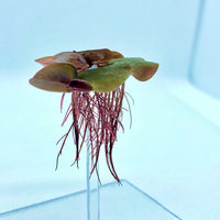 Red Root Floater, a strikingly deep red floating plant