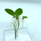 Water Lettuce, an beautiful floating plant