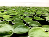 Frogbit will eventually multiply and fill the surface of your aquarium