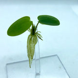 Frogbit, an elegant floating plant