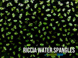 Riccia water spangles