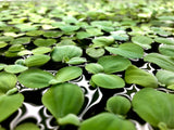 Dwarf Water Lettuce
