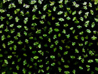 Gorgeous small floating plant dapples the surface of your aquarium