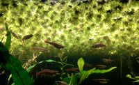 Riccia water spangles provide a safe habitat for fish