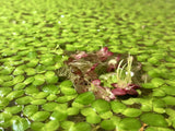 Giant duckweed has a brilliant green top and striking red underbelly