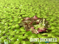 Giant duckweed