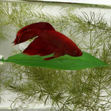 Magnetic Betta Leaf Hammock