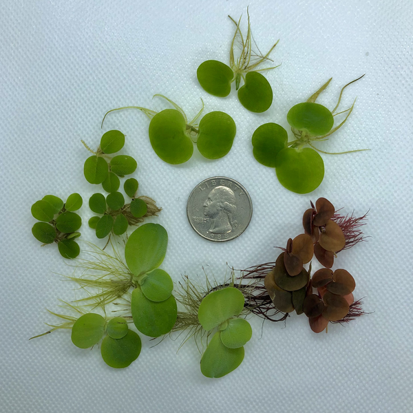 Buy 2 Get 2 Free Floating Aquarium Plants - Amazon Frogbit & Salvinia Minima