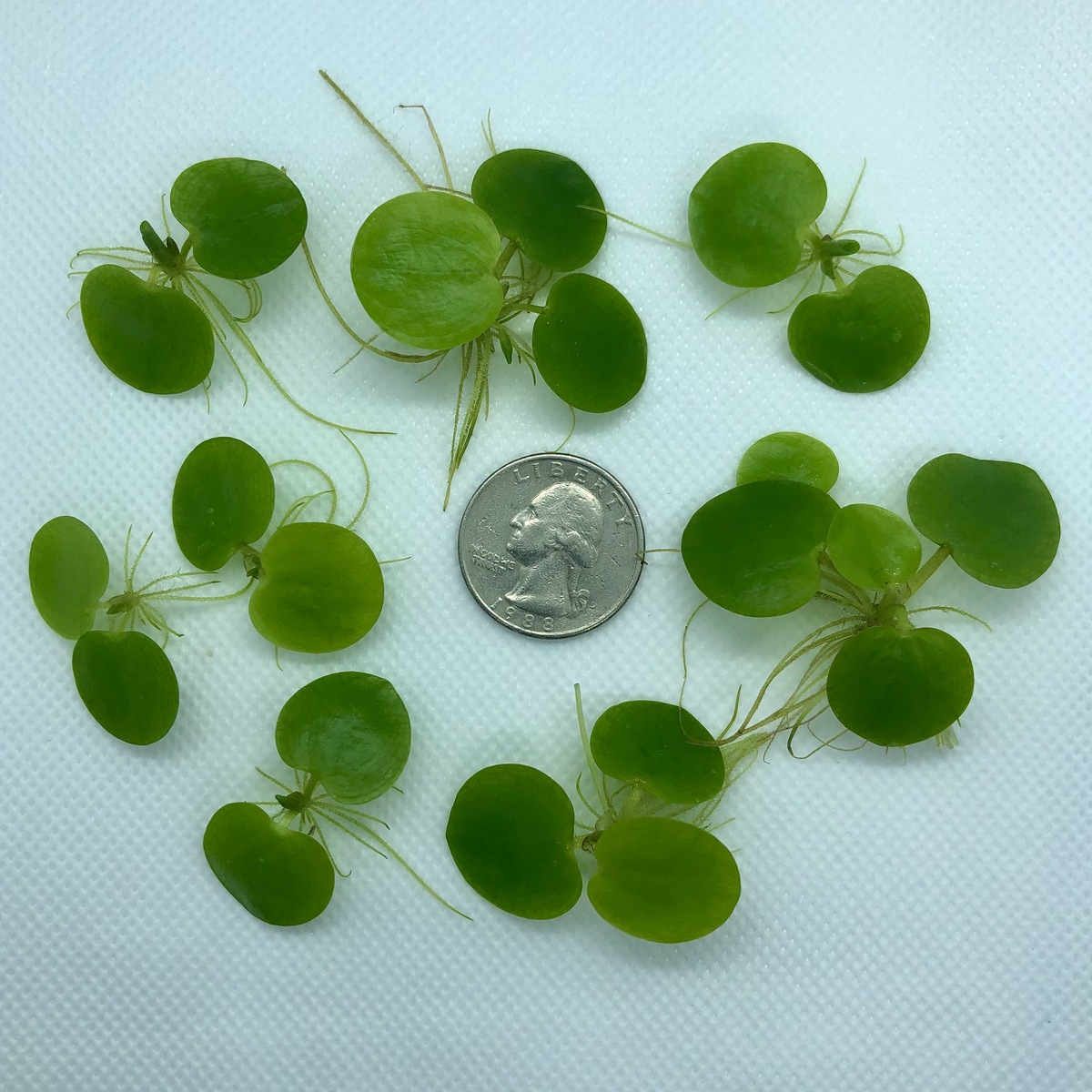 Frogbit