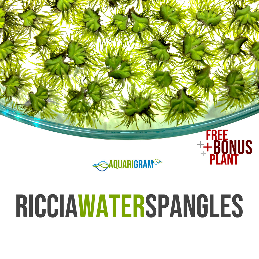 Riccia Water Spangles – Aquarigram
