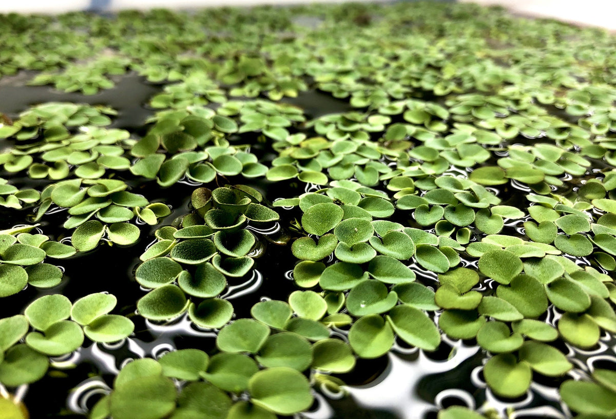 Velvet Water Spangles (Salvinia Cucullata) – Aquarigram
